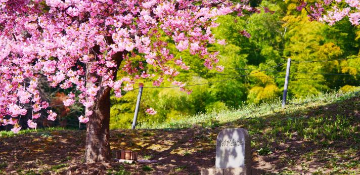 桜の植樹で未来に希望を！震災の記憶と教訓の伝承に尽力している団体の画像