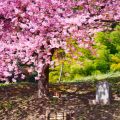 桜の植樹で未来に希望を！震災の記憶と教訓の伝承に尽力している団体