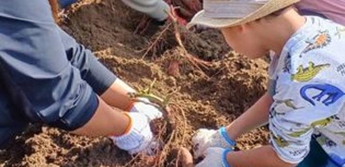 活動内容の画像