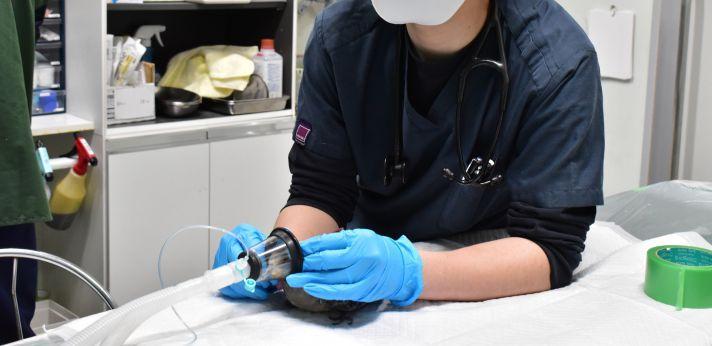 野生動物の救護事業の画像