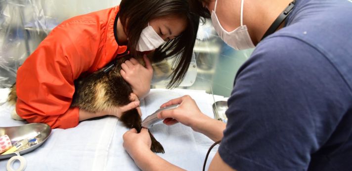 人為的事故による野生傷病鳥獣の救護に力を注ぐ団体の画像