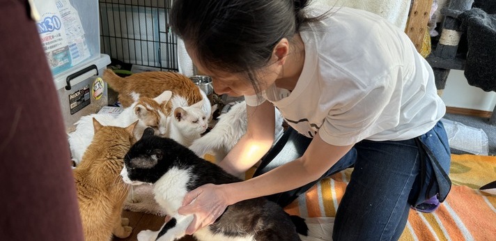 行き場を失くしたシニア猫・傷病猫の「最後の砦」として命を繋ぐ団体の画像