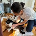 行き場を失くしたシニア猫・傷病猫の「最後の砦」として命を繋ぐ団体