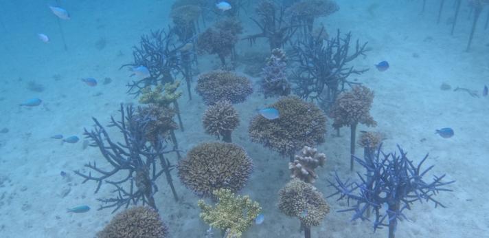 サンゴ礁の保護・再生活動の画像