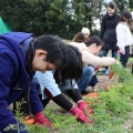 日本の伝統野菜・地域在来種を後世に残すための活動を行っている団体