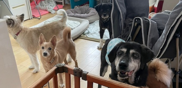 沖縄で保護される犬たちの命をつなぐ～埼玉県で小さなシェルターを運営する団体～の画像