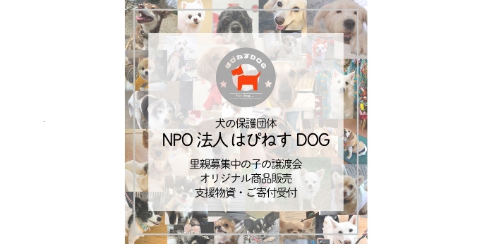 殺処分ゼロを目指し保護犬と新たな家族のご縁をつなぐ活動に取り組む団体の画像