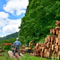 林業業界とは？具体的な職種や現状・今後の動向を解説
