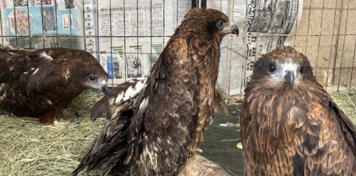 鳥たちの尊い命をつなぐ保護活動に尽力！新たな幸せへと導く活動に取り組む団体の画像