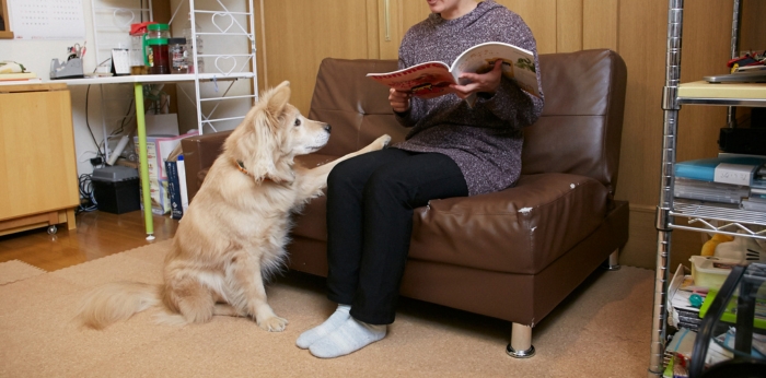 聴導犬の育成の文中画像