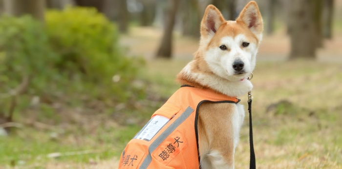 聴導犬があたり前の社会を実現するために良質な聴導犬の育成と普及活動を行う団体の画像