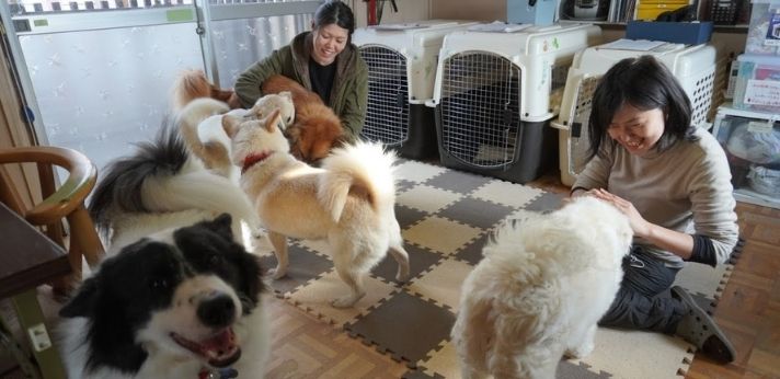 保護犬と若者、両者の再出発を支える団体【認定NPO法人キドックス】の画像